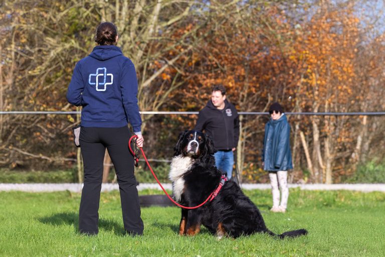 Dog trainer guides owners how they should interact with their dog.