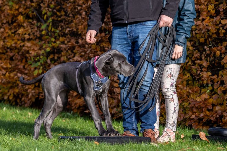 Dog sniffing on the lease that is being held by it's owners.