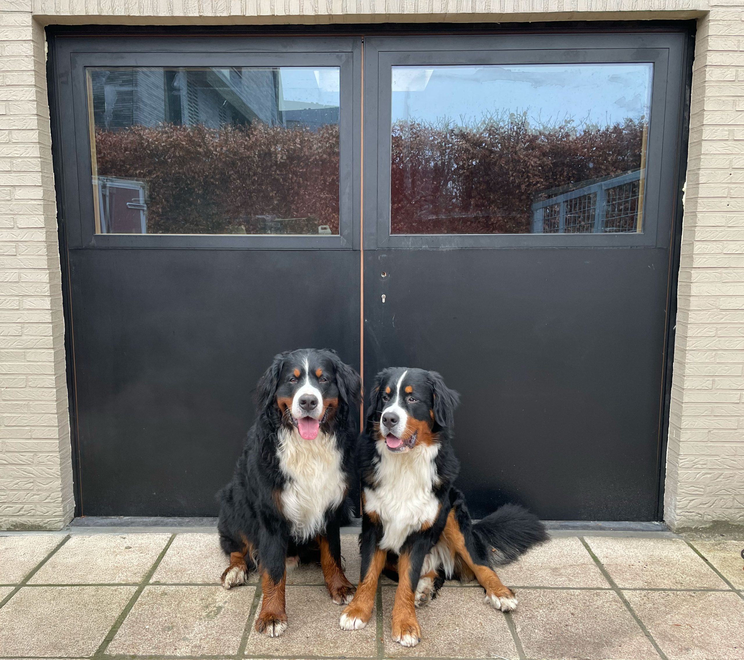 2 honden voor het hondenpension van The Prancing Puppy.